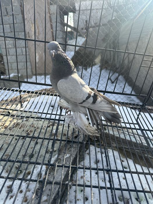 Голуби на продажуу