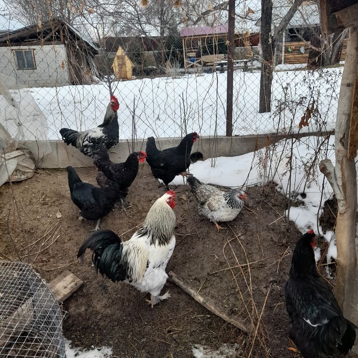 Продам Курей и петухов