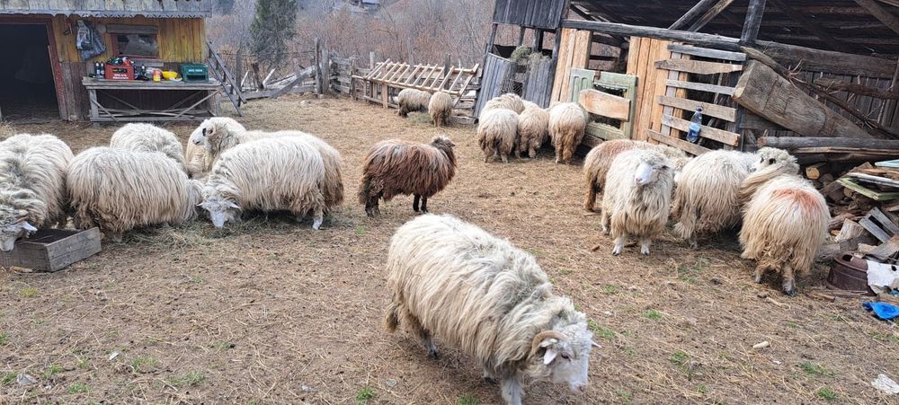 Berbec balt la vanzare