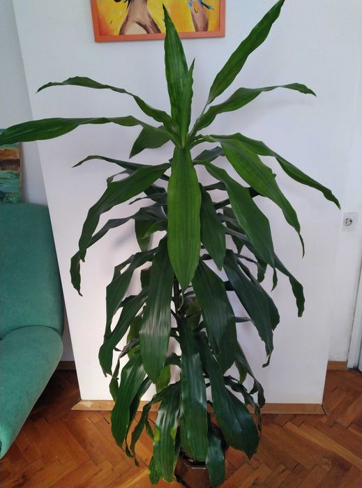 Палма Драцена с височина 170 см