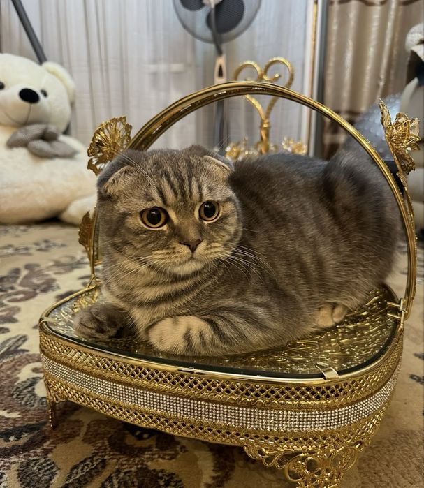 Продам шотладских котят