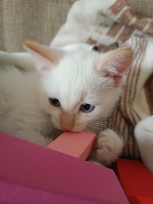 Котенок умный и ласковый