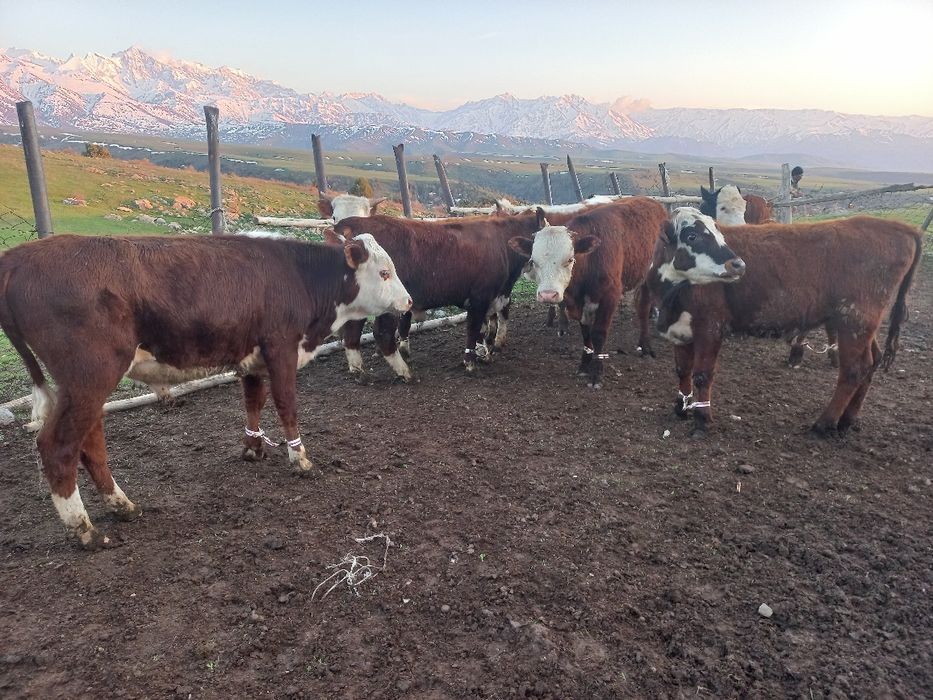 Бычоктар сатыларды