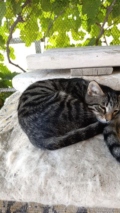 Котят в доброе руки