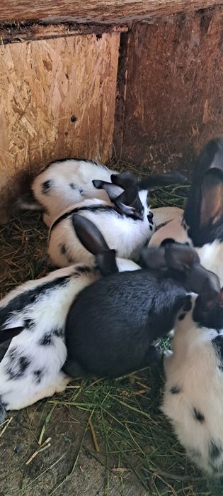 Iepurasi flutrure german cu varsta de  7 saptamani