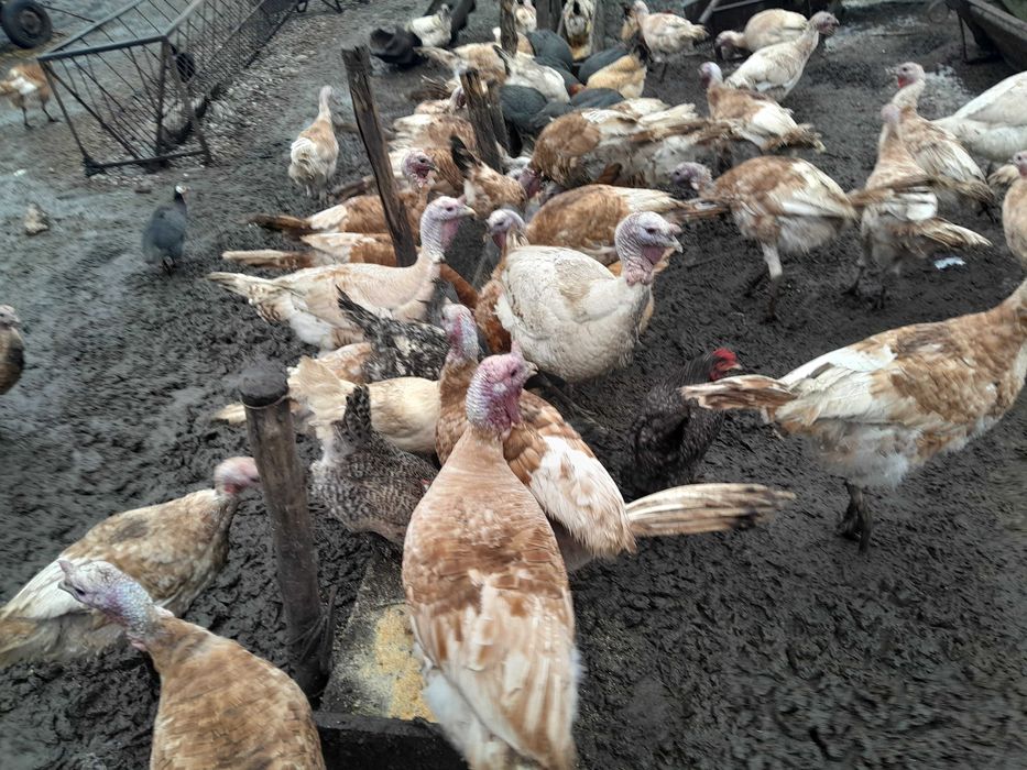 Curcani și curci de vânzare