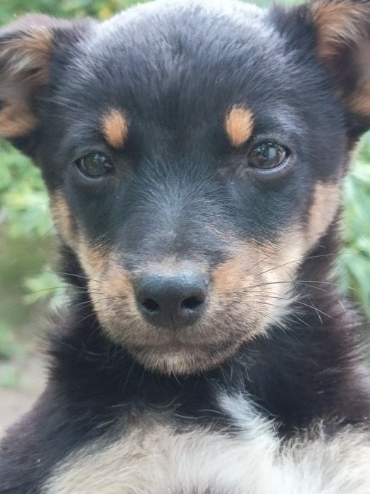 Cățeluse  gratis adopție