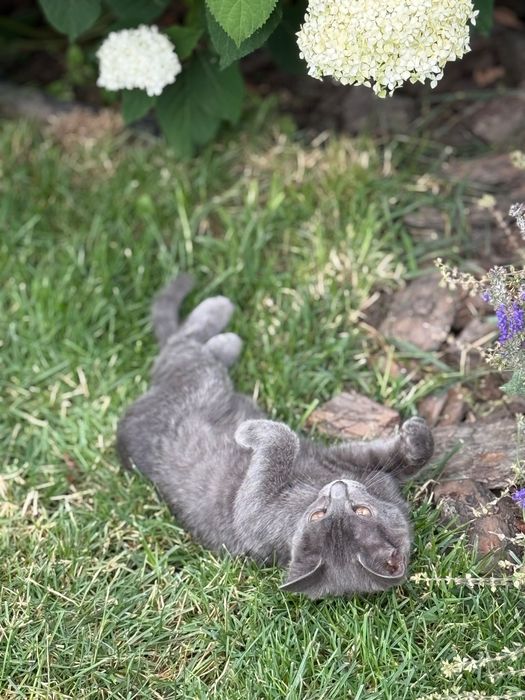 Котенок бесплатно