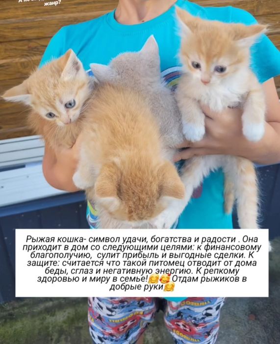 Отдам в добрые руки рыжиков!