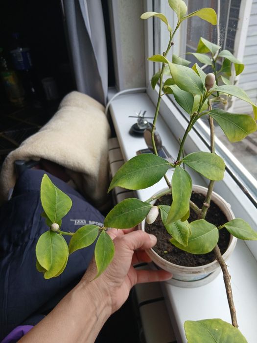 Продам  лимонное дерево  ему 3 года