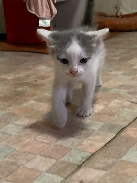 Котята бесплатно доставка