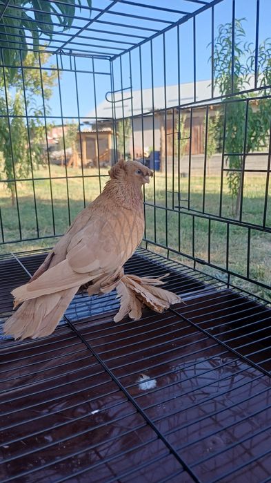Голубка жёлтая самка