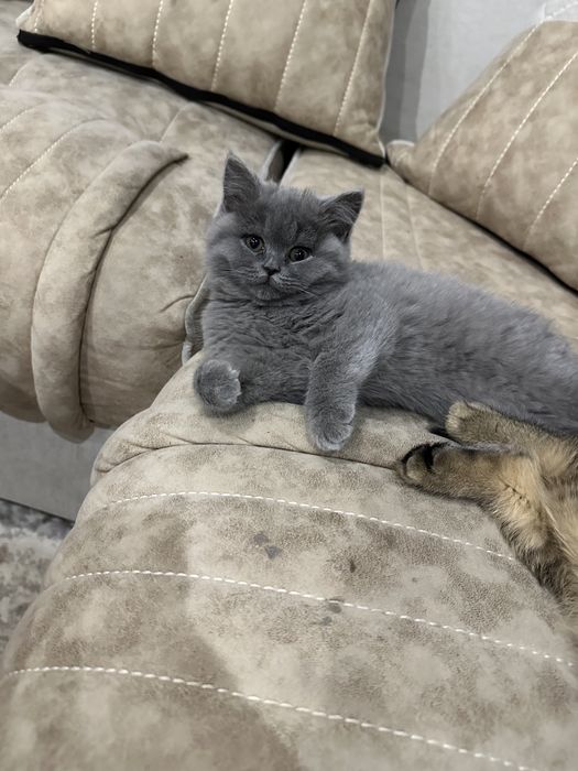 Продаются котята