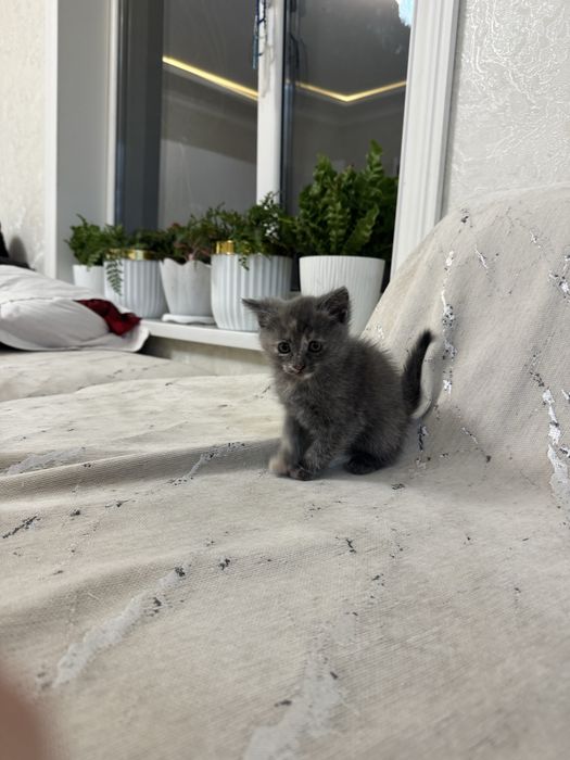 Котенок в добрые руки