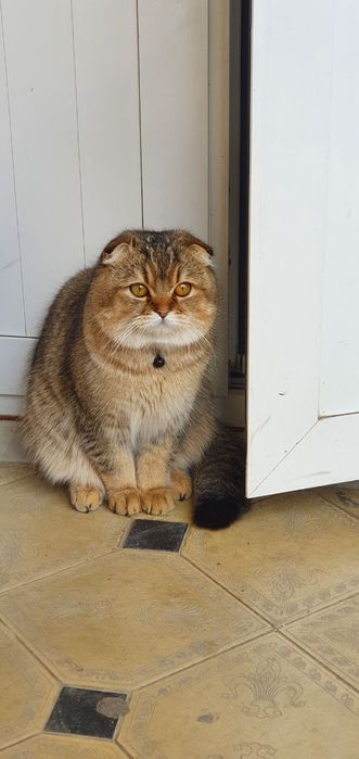 Вязка золотой окрас шиншилла ny 25