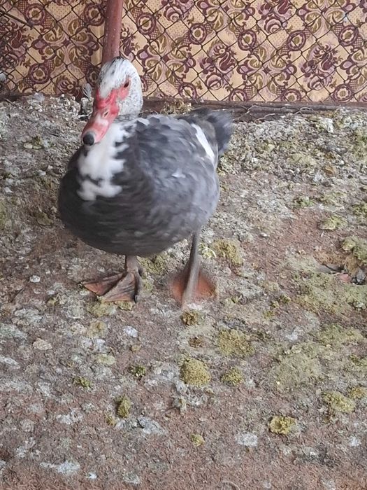 Неми патици.Мъжки свободен.