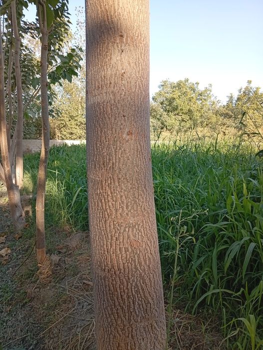 5 yillik pavlano daraxtlari sotiladi.