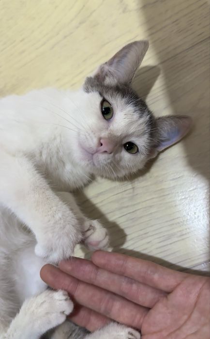 Котенок мальчик