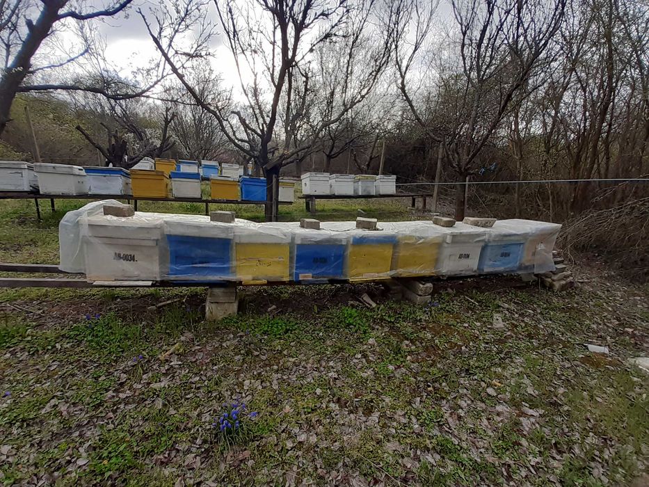 Vand 70 stupi/lazi albine