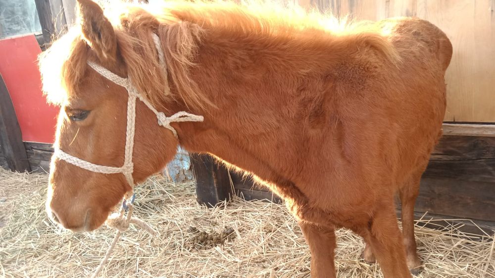 Жабағы. Лошадь. Кобылка