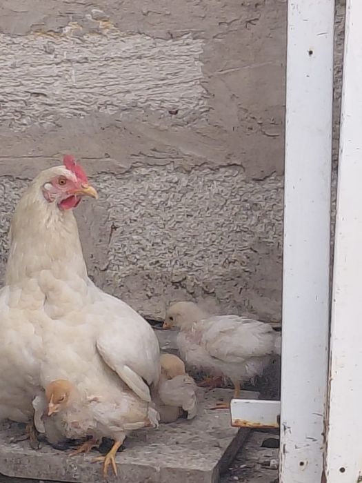 продам куры ломан браун