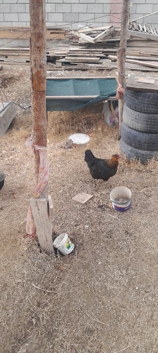 Продаётся домашние курицы несушки