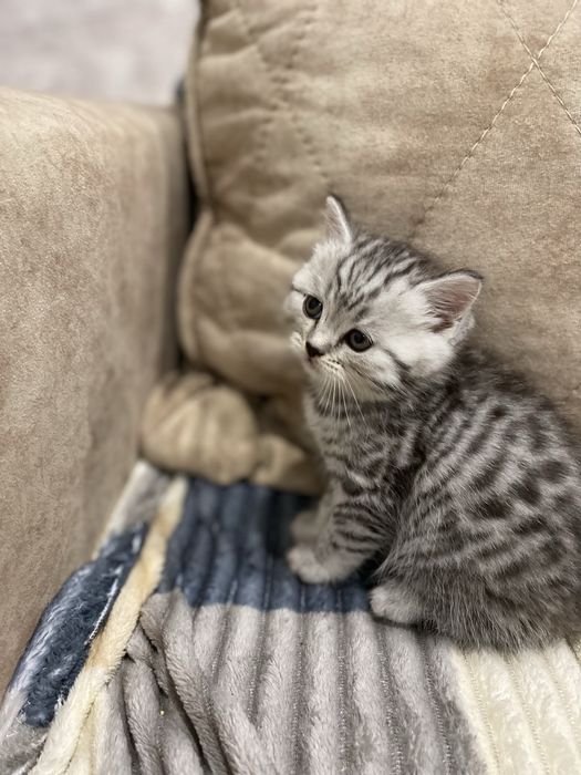 Вислоухие шотла ндцы