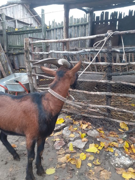 Vand țap alpin francez