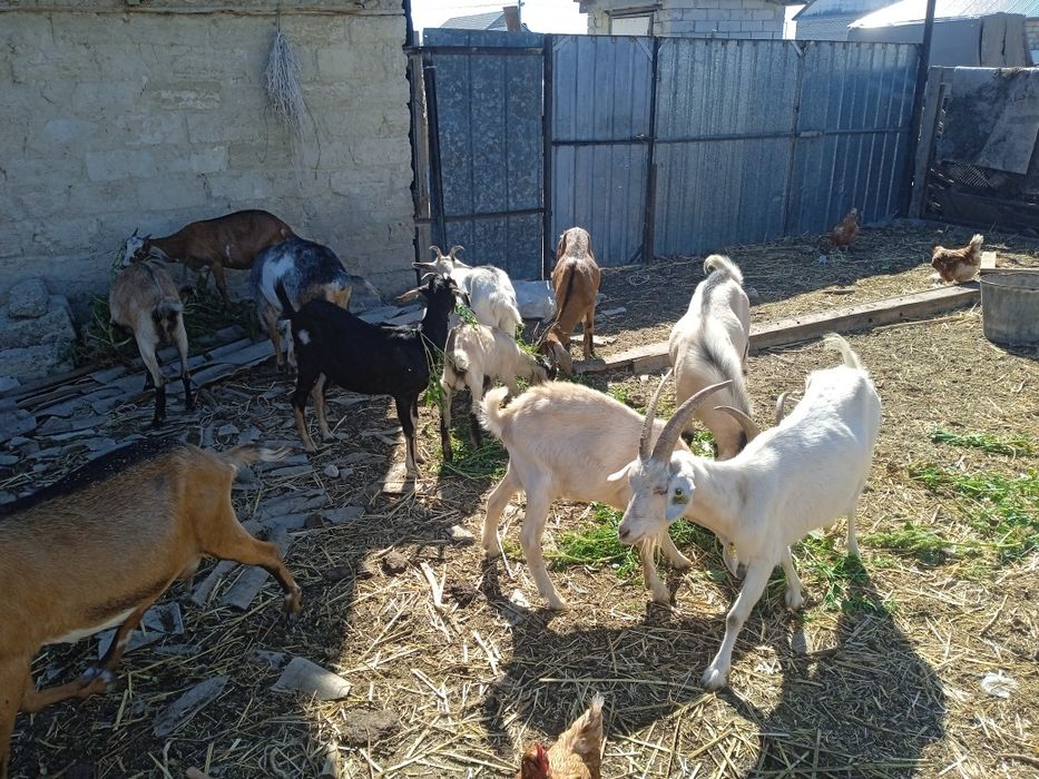 Сутти ешкилер сатам