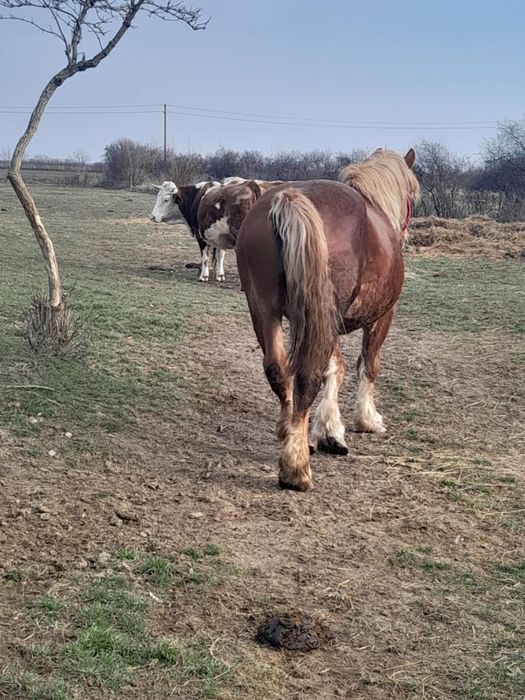 Vând armăsar sau schimb cu vacii