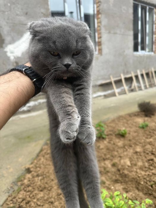 Продается Кошка 9 месец