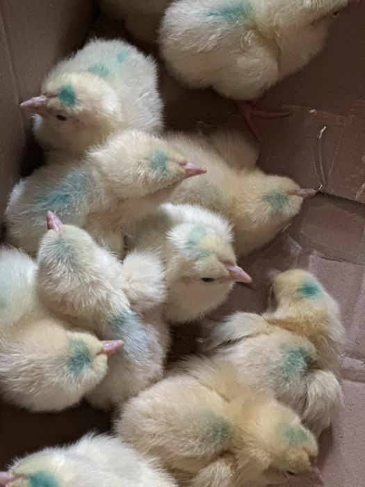 Продаются цыплята