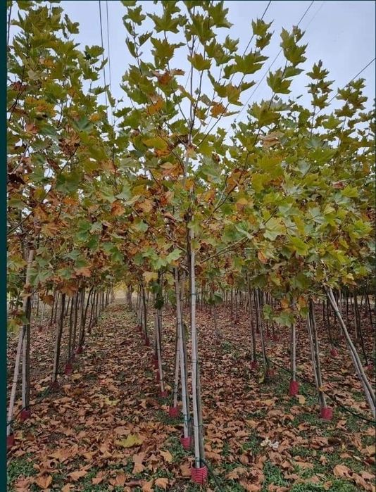 Platani cei mai ieftin