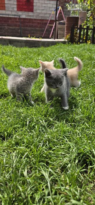 Продам котят,недорого!