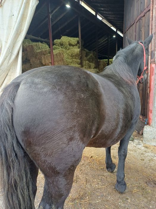 Vand 2 iepe foarte frumoasa si cuminti