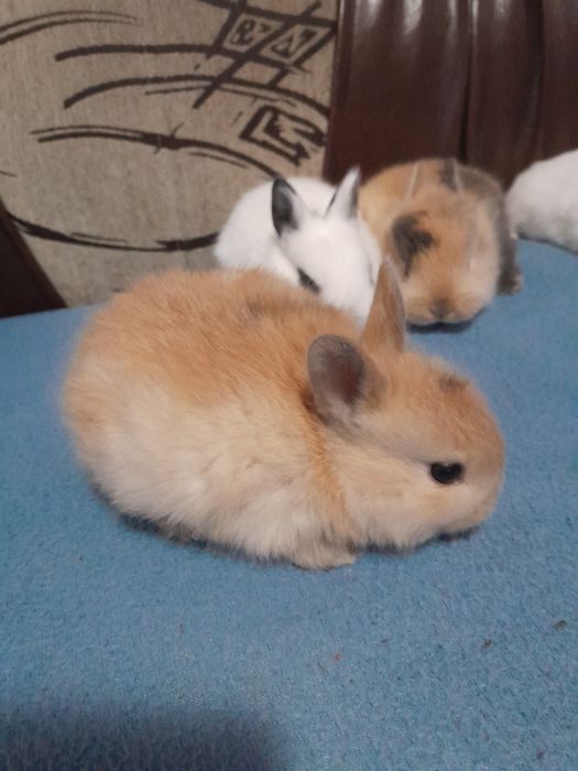 Iepurasi pitici pt copii cuminti