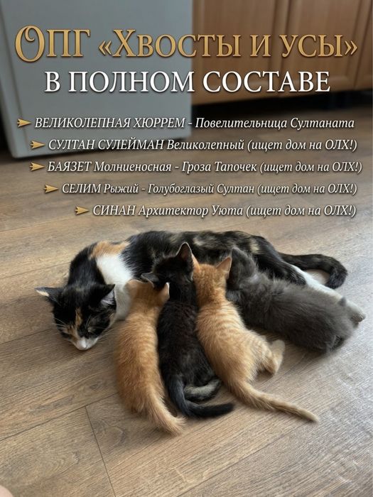 «Хвосты и Усы» ищет новых хозяев !