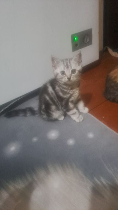 Продам котёнка смешенного