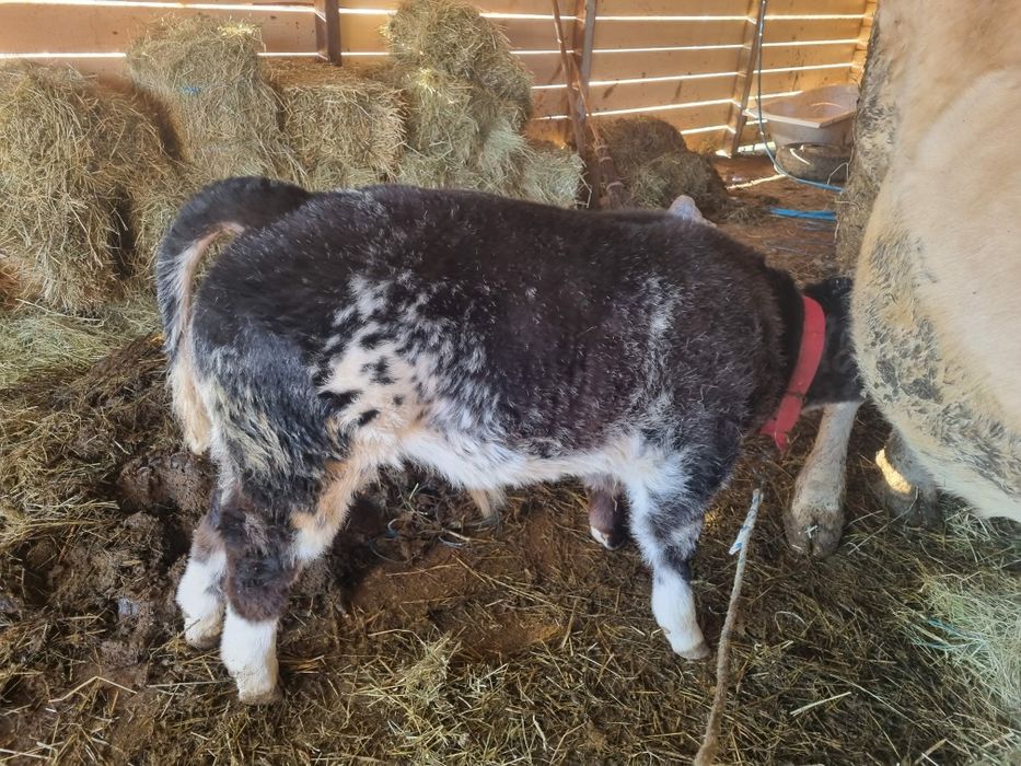 Vand vaca cu vitel albastru belgian