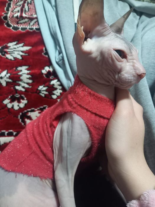 Кошка Донской сфинкс