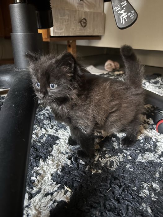 Котенок в добрые руки