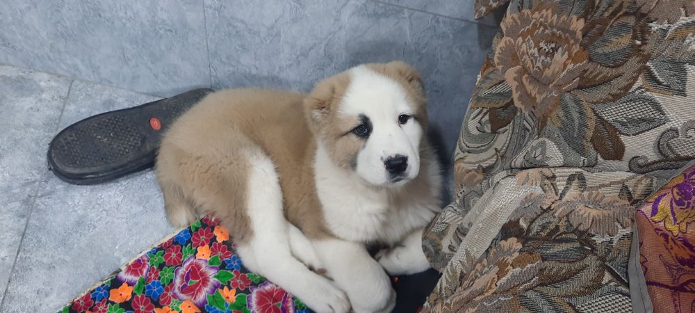 Alabay     O'g'il.   Toza qon.