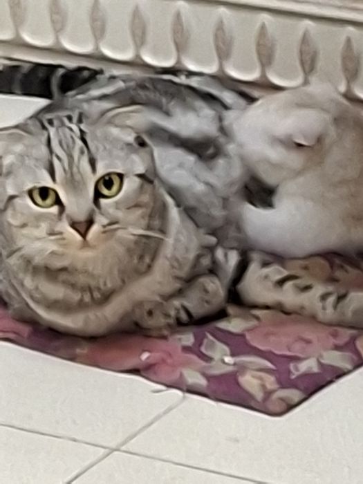 СРОЧНО! Шотландская вислоухая голубо-глазая ,,Скоттиш-фолд'' цена за в