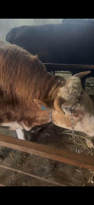 Продам племенного быка