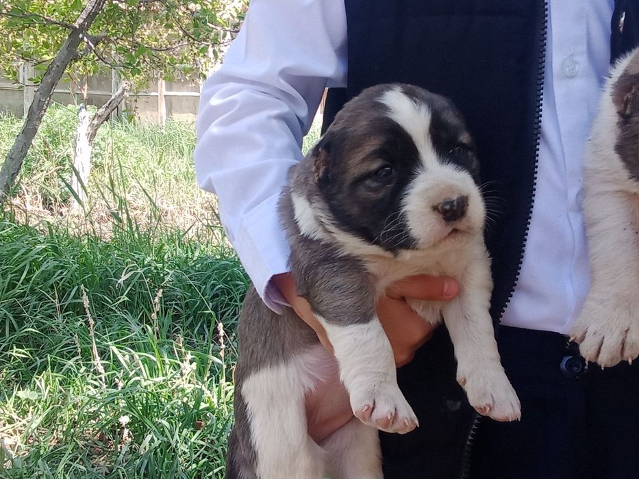 Алабай күшіктер сатылады