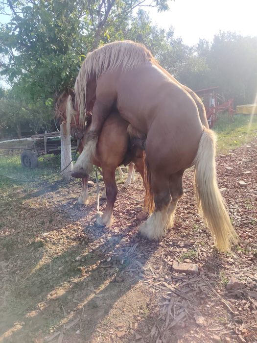 Iapă cu mânză  de o lună