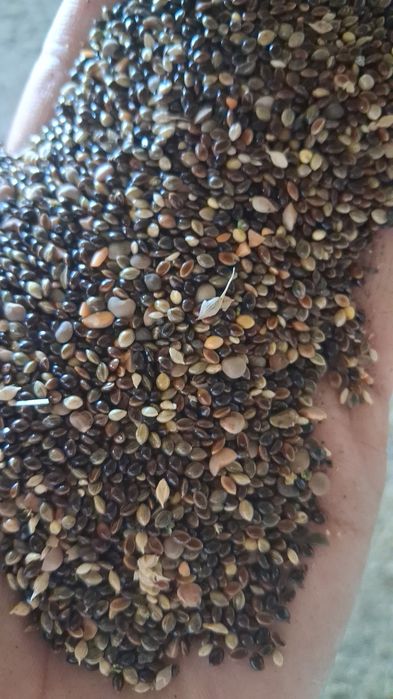 Отходы Отруби Зерносмесь полова
