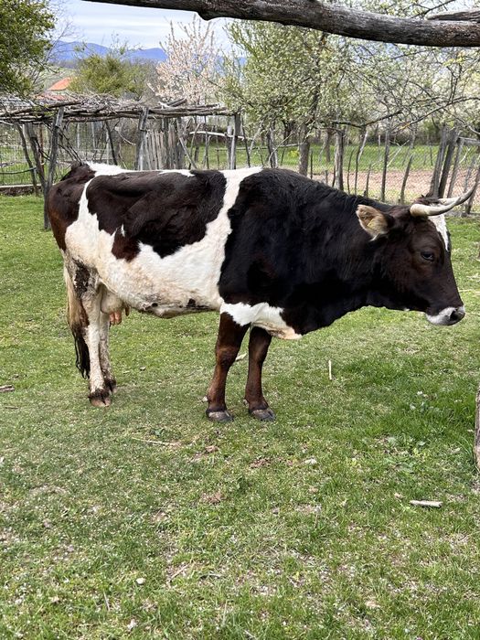 Bălțată românească