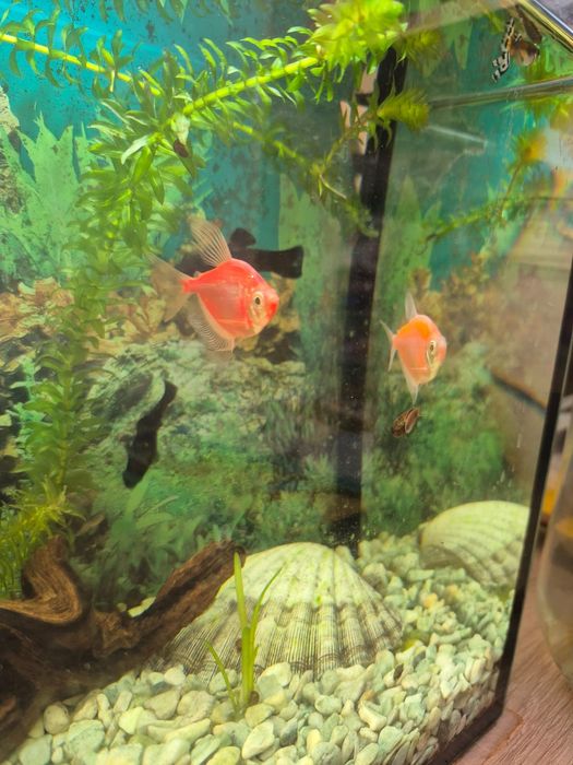 Продам рыбок 4 шт