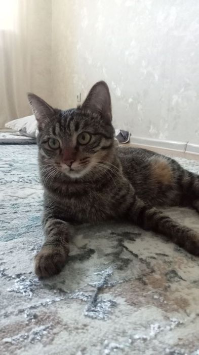 СРОЧНО нужен кот для вязки